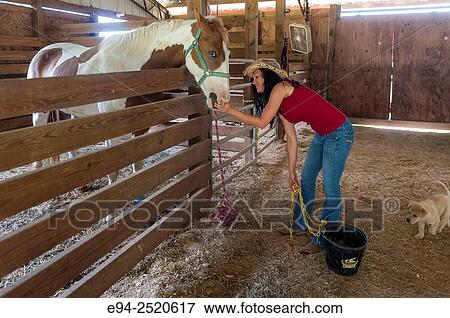 A 38 year old brunette woman with a quarter horse in a barn. View Large Photo Image Stock Photo - A 38 year old brunette woman with a quarter horse in a barn.. Fotosearch