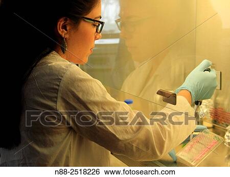 A young scientis working in cell infection View Large Photo Image Stock Photograph - A young scientis working in cell infection. Fotosearch