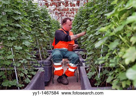 An employee of a greenhouse, taking care of fresh plants grown for export. View Large Photo Image Picture - An employee of a greenhouse, taking care of fresh plants grown for export.. Fotosearch