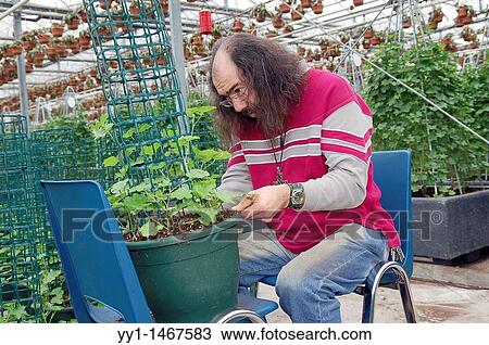 An employee of a greenhouse, taking care of fresh plants grown for export. View Large Photo Image Stock Image - An employee of a greenhouse, taking care of fresh plants grown for export.. Fotosearch