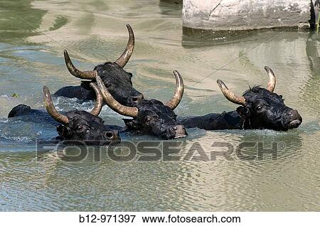 Bull of Camargue, Camargue, France View Large Photo Image Stock Photo - Bull of Camargue, Camargue, France. Fotosearch