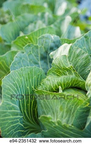 Cabbage in a vegetable garden. View Large Photo Image Stock Image - Cabbage in a vegetable garden.. Fotosearch