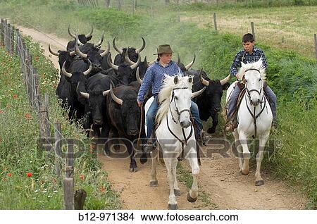 Camargue bulls and French cowboys called ´gardians´, Camargue, France View Large Photo Image Picture - Camargue bulls and French cowboys called ´gardians´, Camargue, France. Fotosearch