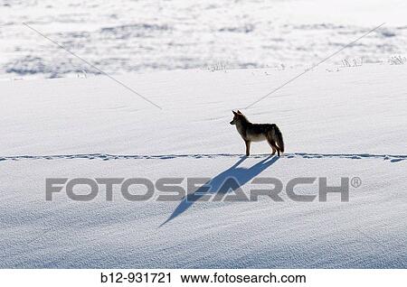 Stock Image - Coyote (Canis latrans). Fotosearch
