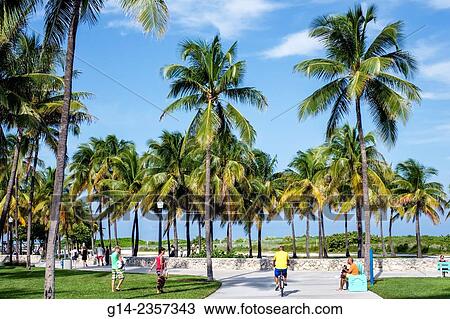 Florida, Miami Beach, Lummus Park, Serpentine Trail, palm trees. View Large Photo Image Stock Image - Florida, Miami Beach, Lummus Park, Serpentine Trail, palm trees.. Fotosearch