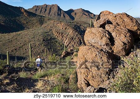 Stock Image - Hiking in the Desert, Tucson Mountains, Saguaro National Park, West, Tucson Arizona.. Fotosearch