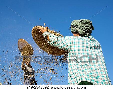 Stock Image - Myanmar, Bagan, Farmers separating peanuts. Fotosearch