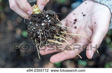 Partial view of a woman holding lettuce roots in her hand in a garden setting. View Large Photo Image Stock Image - Partial view of a woman holding lettuce roots in her hand in a garden setting.. Fotosearch