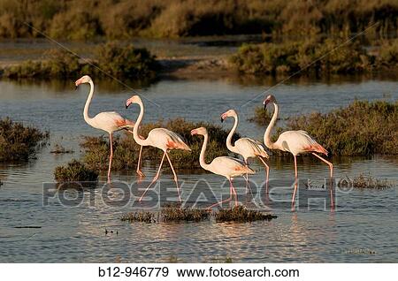Phoenicopterus roseus View Large Photo Image Stock Photo - Phoenicopterus roseus. Fotosearch