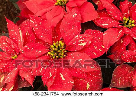 poinsettia plants. View Large Photo Image Picture - poinsettia plants.. Fotosearch