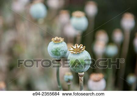 Seed heads of poppy flowers in a garden. View Large Photo Image Picture - Seed heads of poppy flowers in a garden.. Fotosearch