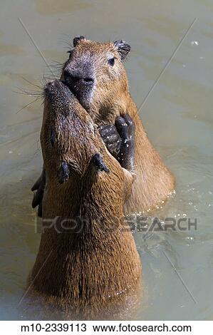 Stock Image - Two young Capybara´s playing together in the water. Fotosearch