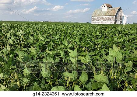 USA, Illinois, Tuscola, barn, rural farming, soybean View Large Photo Image Stock Image - USA, Illinois, Tuscola, barn, rural farming, soybean. Fotosearch