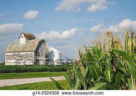 Stock Photograph - USA, Illinois, Tuscola, barn, rural farming, corn crop. Fotosearch