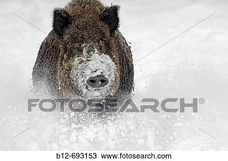 Wild Boar (Sus scrofa) View Large Photo Image Stock Image - Wild Boar (Sus scrofa). Fotosearch