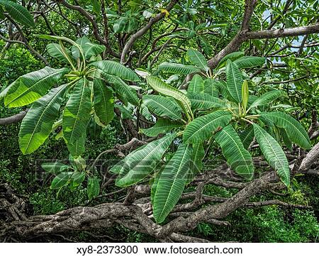 熱帯 木 葉 Guanacaste Costa Rica ストックイメージ Xy8 Fotosearch