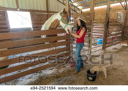 A 38 year old brunette woman with a quarter horse in a barn. View Large Photo Image Picture - A 38 year old brunette woman with a quarter horse in a barn.. Fotosearch