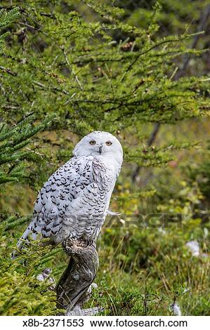 A captive snowy owl, Bubo scandiacus, being rehabilitated at the Salmonier Nature Refuge, St. John? s, Newfoundland, Canada. View Large Photo Image Stock Image - A captive snowy owl, Bubo scandiacus, being rehabilitated at the Salmonier Nature Refuge, St. John? s, Newfoundland, Canada.. Fotosearch