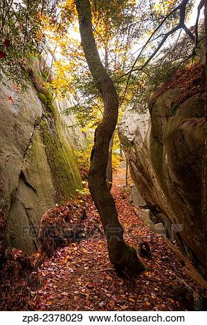A gnarled tree struggles to reach the sun from between two large rocks. Killarney Provincial Park, Ontario, Canada. View Large Photo Image Stock Photo - A gnarled tree struggles to reach the sun from between two large rocks. Killarney Provincial Park, Ontario, Canada.. Fotosearch