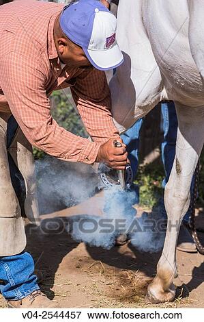 A horseshoer (blacksmith) shoeing a horse, California, USA View Large Photo Image Stock Photo - A horseshoer (blacksmith) shoeing a horse, California, USA. Fotosearch