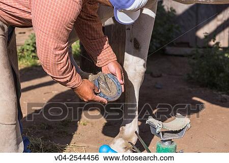 Stock Photograph - A horseshoer (blacksmith) shoeing a horse, California, USA. Fotosearch