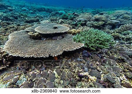 Stock Image - A profusion of hard and soft coral underwater on Siaba Kecil, Komodo National Park, Indonesia.. Fotosearch
