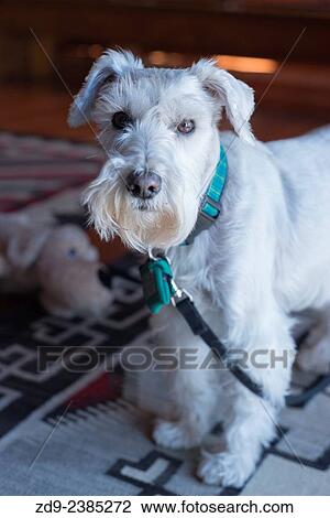 A white miniature schnauzer has a very special appeal. View Large Photo Image Stock Image - A white miniature schnauzer has a very special appeal.. Fotosearch