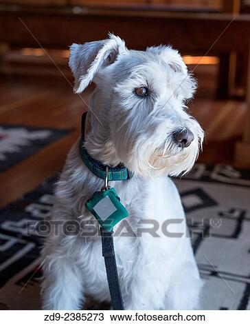 A white miniature schnauzer has a very special appeal. View Large Photo Image Stock Image - A white miniature schnauzer has a very special appeal.. Fotosearch