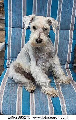 A white miniature schnauzer has a very special appeal. View Large Photo Image Stock Photography - A white miniature schnauzer has a very special appeal.. Fotosearch