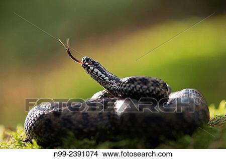 Adder (Vipera berus), curled up, female, darting the tongue in and out, Bavaria, Germany. View Large Photo Image Picture - Adder (Vipera berus), curled up, female, darting the tongue in and out, Bavaria, Germany.. Fotosearch