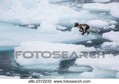 Adult arctic fox, Vulpes lagopus, on ice, losing its winter coat for its summer coat, Alkefjelet, Cape Fanshawe, Spitsbergen, Svalbard, Norway. View Large Photo Image Stock Image - Adult arctic fox, Vulpes lagopus, on ice, losing its winter coat for its summer coat, Alkefjelet, Cape Fanshawe, Spitsbergen, Svalbard, Norway.. Fotosearch