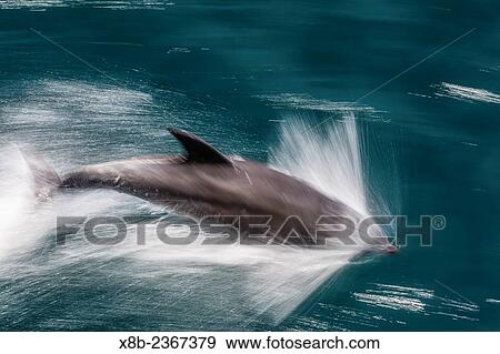 Adult bottlenose dolphin, Tursiops truncatus, motion blur image off Isla San Pedro Martir, Baja California Norte, Mexico. View Large Photo Image Stock Photo - Adult bottlenose dolphin, Tursiops truncatus, motion blur image off Isla San Pedro Martir, Baja California Norte, Mexico.. Fotosearch