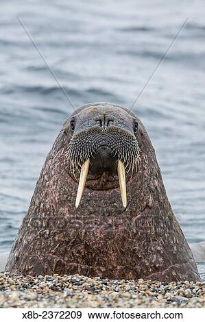 Adult bull Atlantic walrus, Odobenus rosmarus rosmarus, on the beach in Torellneset, Nordauslandet, Svalbard, Norway. View Large Photo Image Stock Photo - Adult bull Atlantic walrus, Odobenus rosmarus rosmarus, on the beach in Torellneset, Nordauslandet, Svalbard, Norway.. Fotosearch