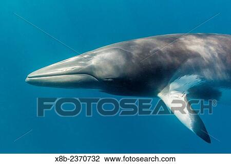 Adult dwarf minke whale, Balaenoptera acutorostrata, near the south end of Ribbon 9 Reef, Great Barrier Reef, Queensland, Australia. View Large Photo Image Stock Image - Adult dwarf minke whale, Balaenoptera acutorostrata, near the south end of Ribbon 9 Reef, Great Barrier Reef, Queensland, Australia.. Fotosearch