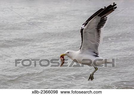 Adult kelp gull, Larus dominicanus, carrying kelp from the beach on Saunders Island, West Falkland Islands, UK Overseas Protectorate. View Large Photo Image Stock Photo - Adult kelp gull, Larus dominicanus, carrying kelp from the beach on Saunders Island, West Falkland Islands, UK Overseas Protectorate.. Fotosearch