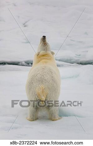 Adult polar bear, Ursus maritimus, on first year sea ice in Olga Strait, near Edgeoya, Svalbard, Norway. View Large Photo Image Picture - Adult polar bear, Ursus maritimus, on first year sea ice in Olga Strait, near Edgeoya, Svalbard, Norway.. Fotosearch