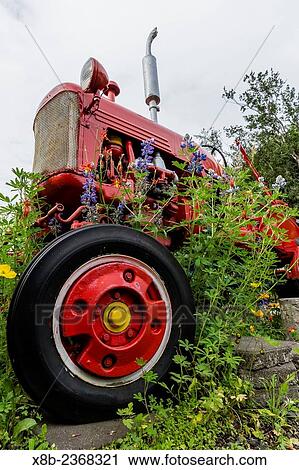Alaskan lupines growing in an old tractor in the town of Akureyri, Iceland. View Large Photo Image Stock Image - Alaskan lupines growing in an old tractor in the town of Akureyri, Iceland.. Fotosearch