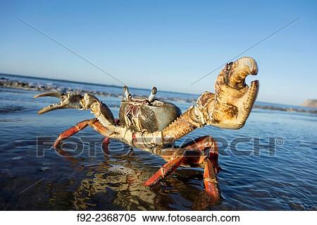 Alert crab. Costa Rica View Large Photo Image Stock Photography - Alert crab. Costa Rica. Fotosearch