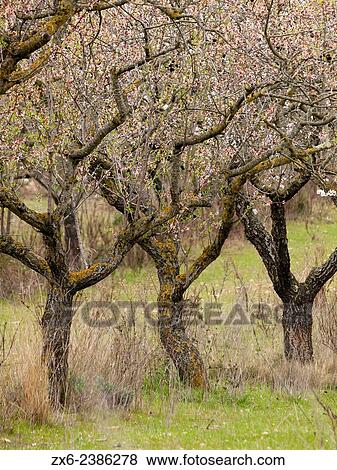 Almond trees (Prunus amygdalus) in blossom at Sant Jaume dels Domenys village countryside, Baix Pener's region. Tarragona province, Catalonia, Spain. View Large Photo Image Stock Photo - Almond trees (Prunus amygdalus) in blossom at Sant Jaume dels Domenys village countryside, Baix Pener's region. Tarragona province, Catalonia, Spain.. Fotosearch