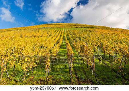 Stock Photo - Alsatian Wine Route, Haut Rhin, Niedermorschwihr, Alsace, France, Europe.. Fotosearch