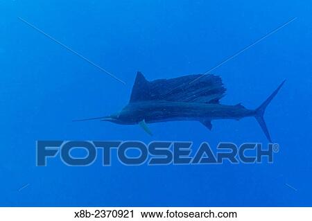 An adult Indo-Pacific sailfish, Istiophorus platypterus, with flared dorsal sail, Carter Reef, Great Barrier Reef, Queensland, Australia. View Large Photo Image Stock Image - An adult Indo-Pacific sailfish, Istiophorus platypterus, with flared dorsal sail, Carter Reef, Great Barrier Reef, Queensland, Australia.. Fotosearch