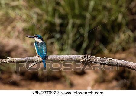 An adult sacred kingfisher, Todiramphus sanctus, on the Daintree River, Daintree rain forest, Queensland, Australia. View Large Photo Image Stock Image - An adult sacred kingfisher, Todiramphus sanctus, on the Daintree River, Daintree rain forest, Queensland, Australia.. Fotosearch