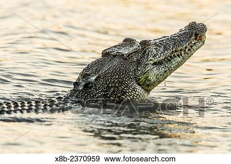 An adult wild saltwater crocodile, Crocodylus porosus, in the Hunter River in Mitchell River National Park, Kimberley, Western Australia, Australia. View Large Photo Image Stock Photo - An adult wild saltwater crocodile, Crocodylus porosus, in the Hunter River in Mitchell River National Park, Kimberley, Western Australia, Australia.. Fotosearch