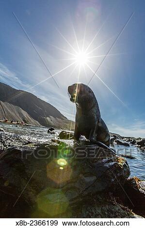 Antarctic fur seal, Arctocephalus gazella, along the shoreline in Ocean Harbor, South Georgia, UK Overseas Protectorate. View Large Photo Image Stock Photo - Antarctic fur seal, Arctocephalus gazella, along the shoreline in Ocean Harbor, South Georgia, UK Overseas Protectorate.. Fotosearch