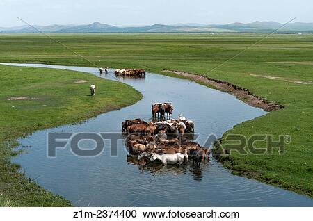 Stock Image - Asia, Mongolia, Goats in Khustain nuruu national park.. Fotosearch