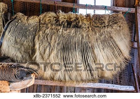Stock Image - Baleen plates from a sei whale, Balaenoptera borealis, in The Prime Berth Fishing Heritage Center in Twillingate, Newfoundland, Canada.. Fotosearch