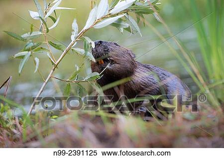 Beaver (Castor fiber), feeding on leaves of willow, Bavaria, Germany. View Large Photo Image Stock Photography - Beaver (Castor fiber), feeding on leaves of willow, Bavaria, Germany.. Fotosearch