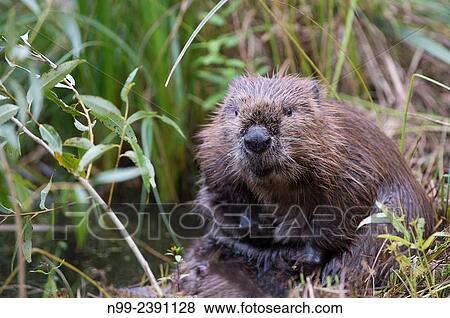 Beaver (Castor fiber), sitting on a river bank and greasing its fur, Bavaria, Germany. View Large Photo Image Stock Photo - Beaver (Castor fiber), sitting on a river bank and greasing its fur, Bavaria, Germany.. Fotosearch
