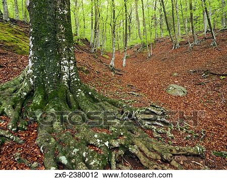 Stock Image - Beech forest (Fagus sylvatica). Montseny Natural Park. Barcelona province, Catalonia, Spain.. Fotosearch