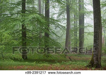 Beech forest, relict forest in the Steigerwald, spring, Franconia, Bavaria, Germany. View Large Photo Image Stock Photo - Beech forest, relict forest in the Steigerwald, spring, Franconia, Bavaria, Germany.. Fotosearch